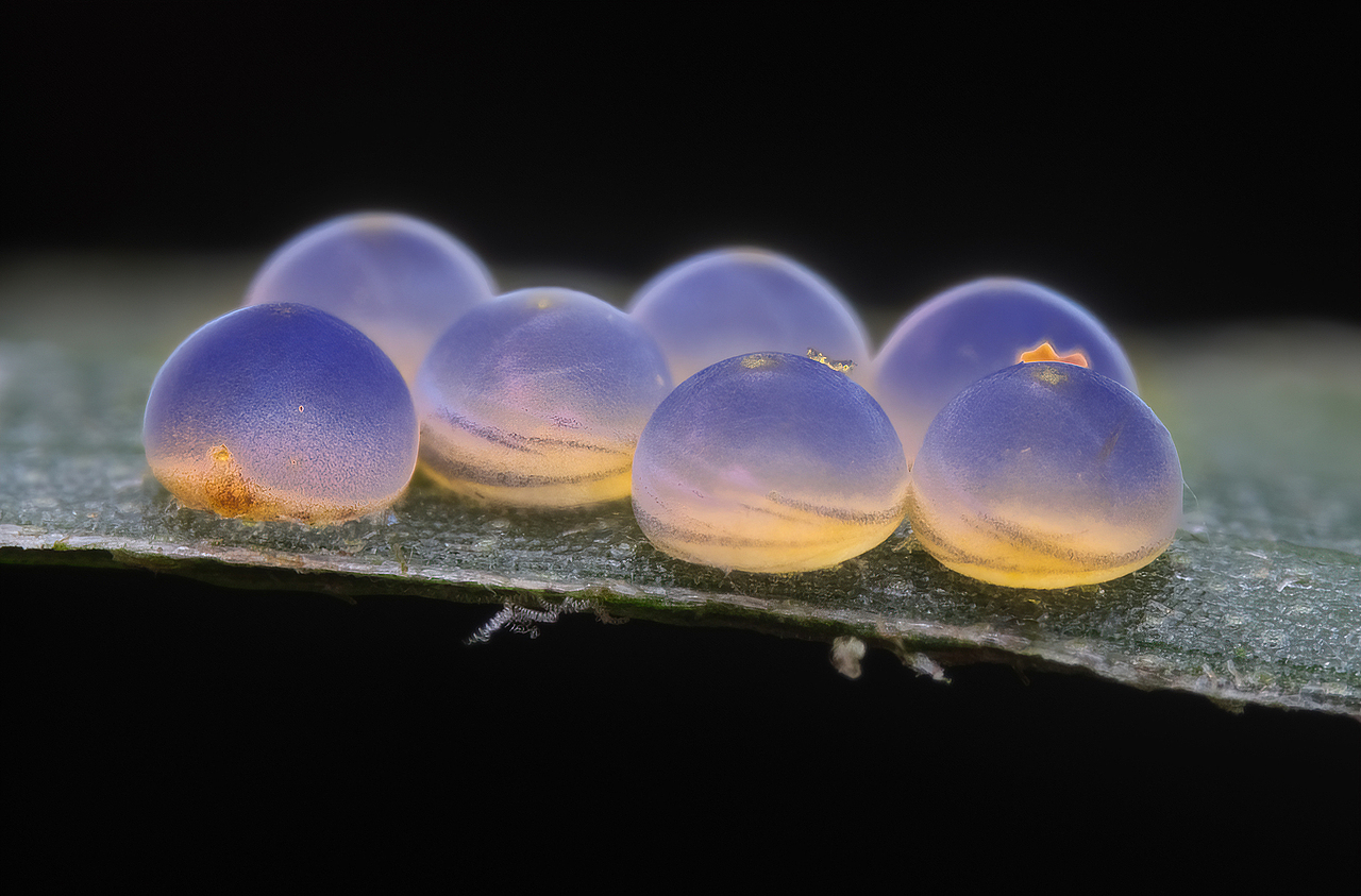 记录大自然的生息-瓜哥微观之旅