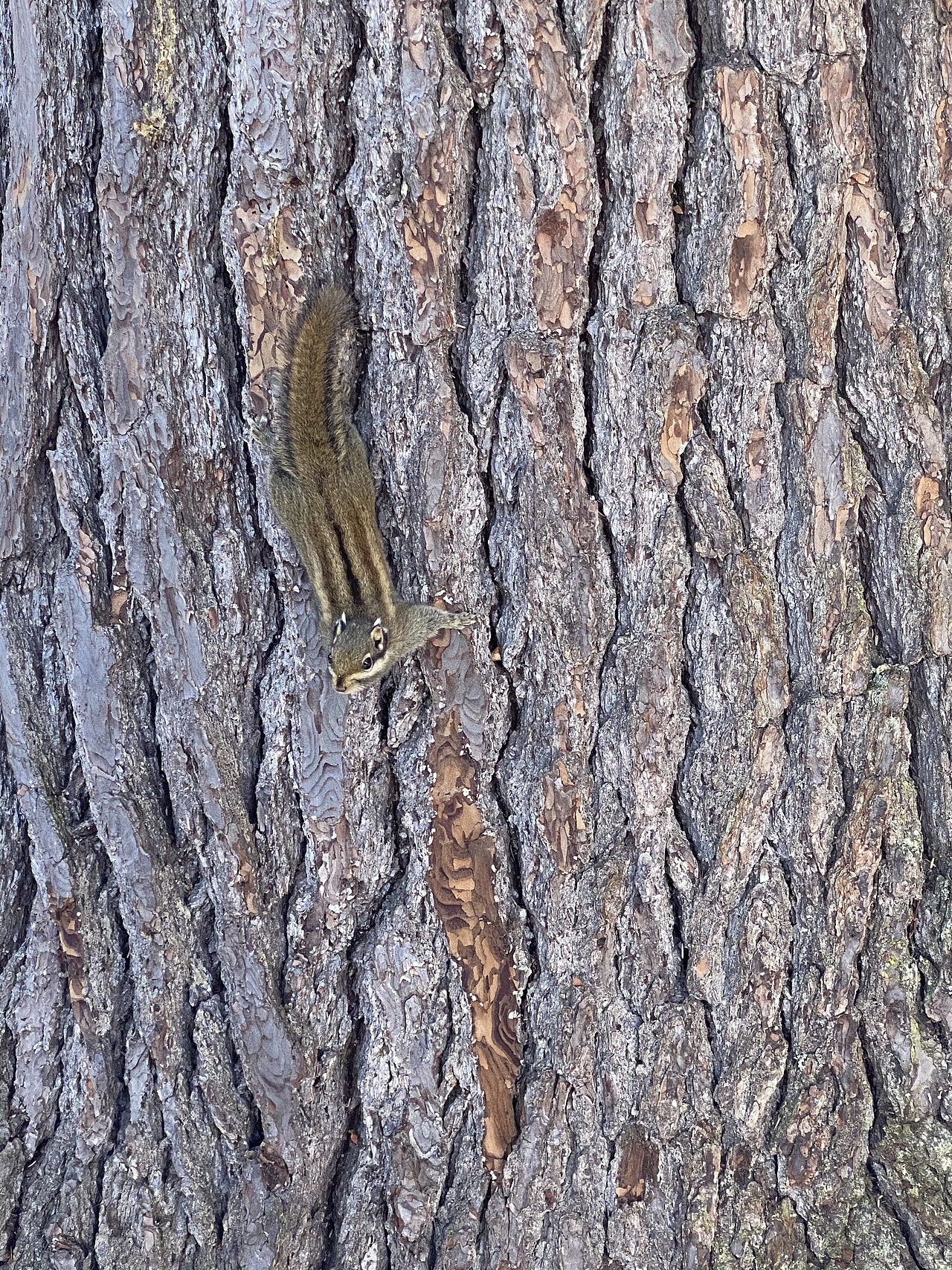 图多下饭看,香格里拉一日游
