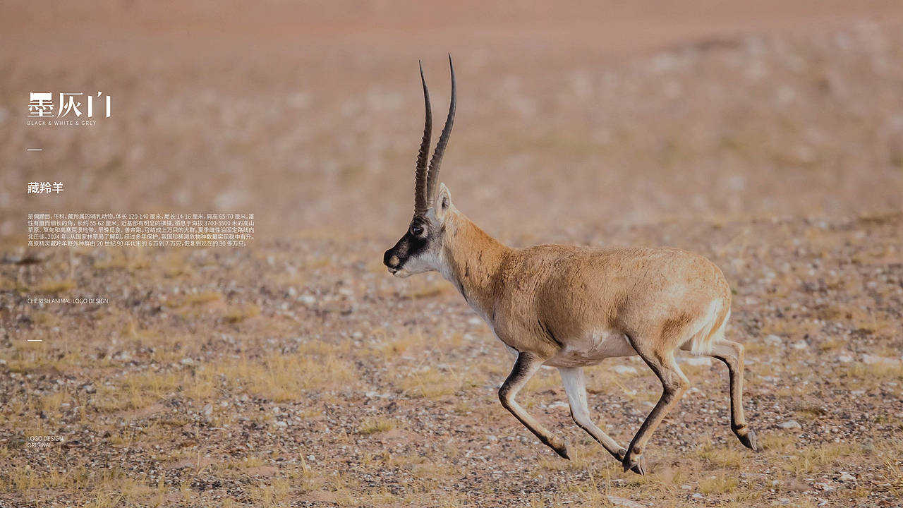 趣味LOGO Design | 100个珍稀动物计划 | 第壹期