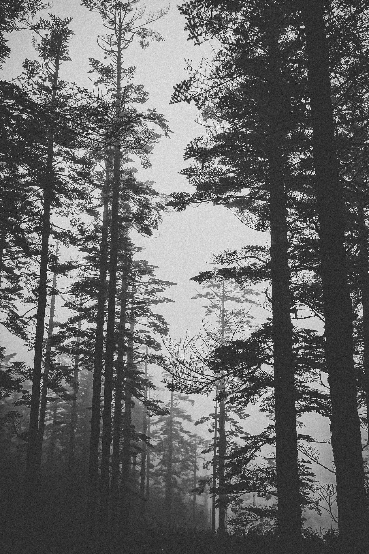 古镇,与山与树与云雾