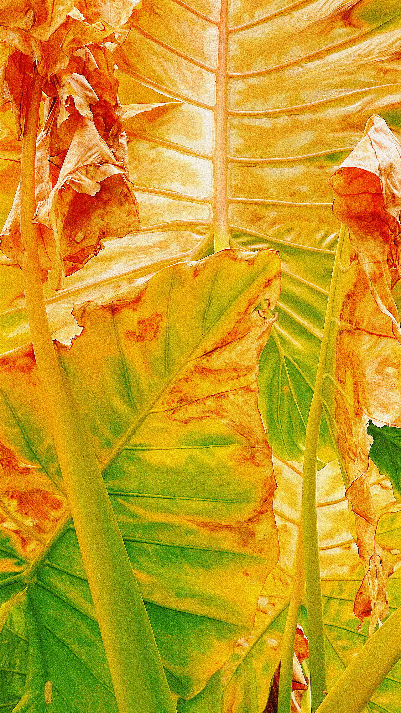 2022年重庆45度的夏天