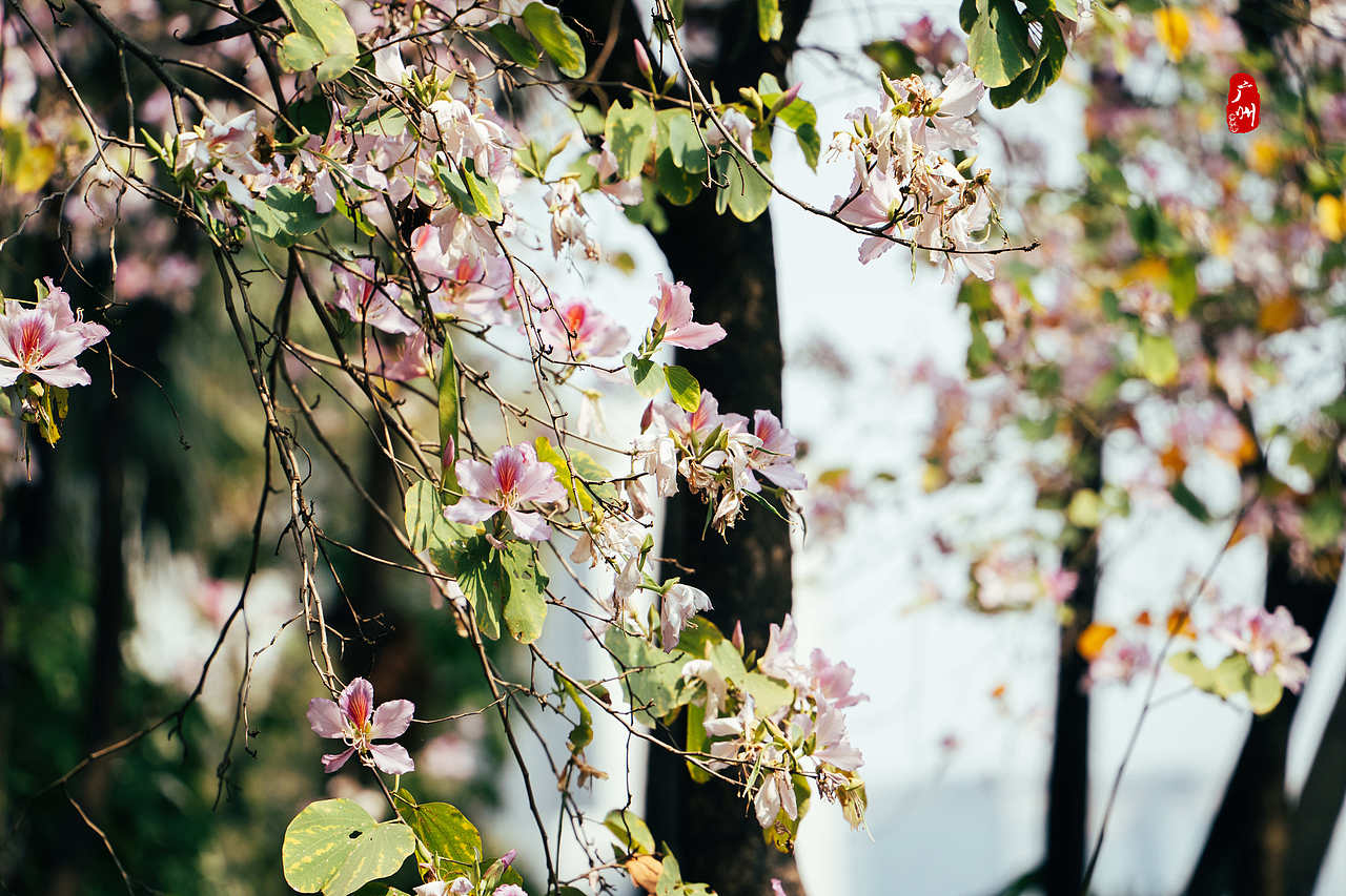 随手拍·广州动物园(兽类)（图ZMzM1ODA3NTY0） - 人文/纪实摄影 - 站酷设计师一晨同学原创素材 - 站酷ZCOOL