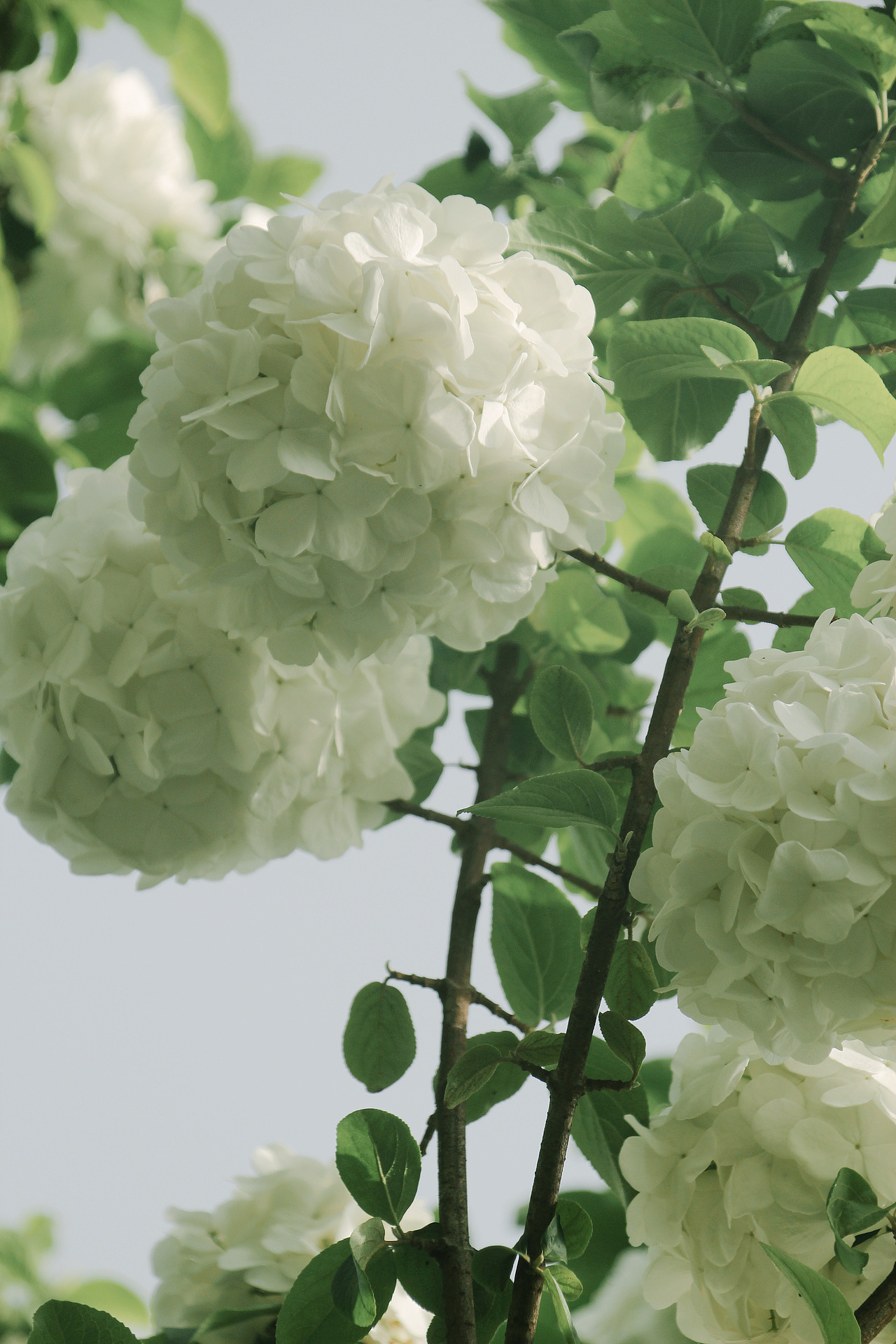 木绣球 | 苏州莲池湖生态公园