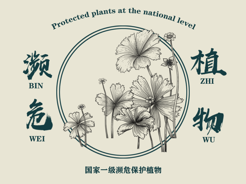 国家濒危保护物种——植物篇