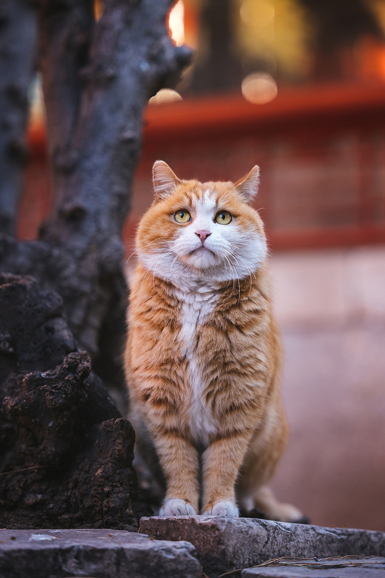 故宫的猫——帕帕