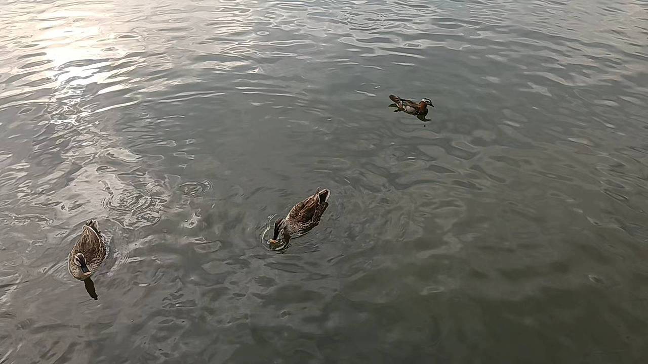 ~~几只小可爱的闲趣生活~~