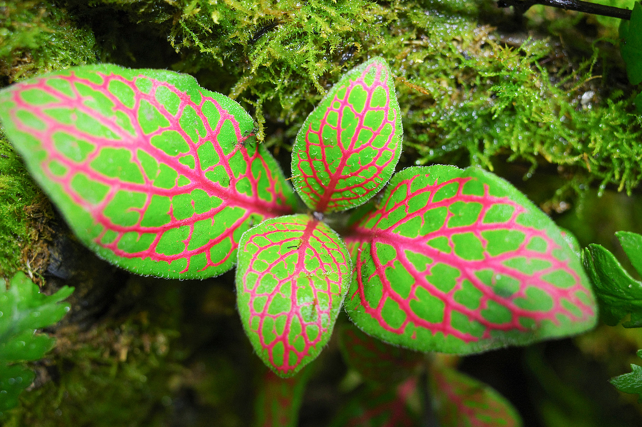 微景观《幽野》（图ZMzA3OTEyNzA0） - 景观设计 - 站酷设计师番茄与西瓜原创素材 - 站酷ZCOOL