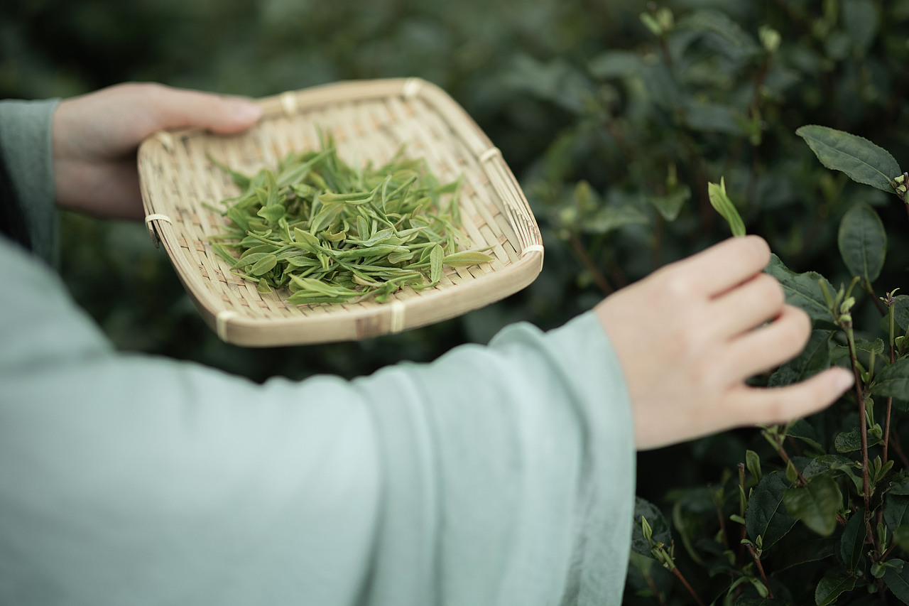 明前绿（图ZMzY5NTMzNzA4） - 人像摄影 - 站酷设计师若寒Rock原创素材 - 站酷ZCOOL