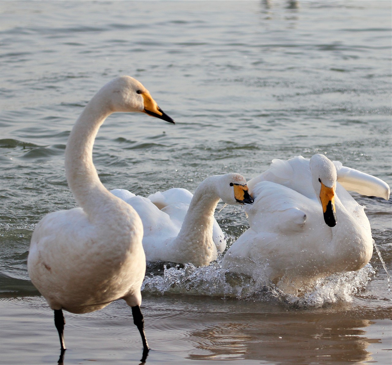 白天鹅（图ZMzYxNzg1MjY0） - 风光摄影 - 站酷设计师HJK去缺氧的拉萨原创素材 - 站酷ZCOOL