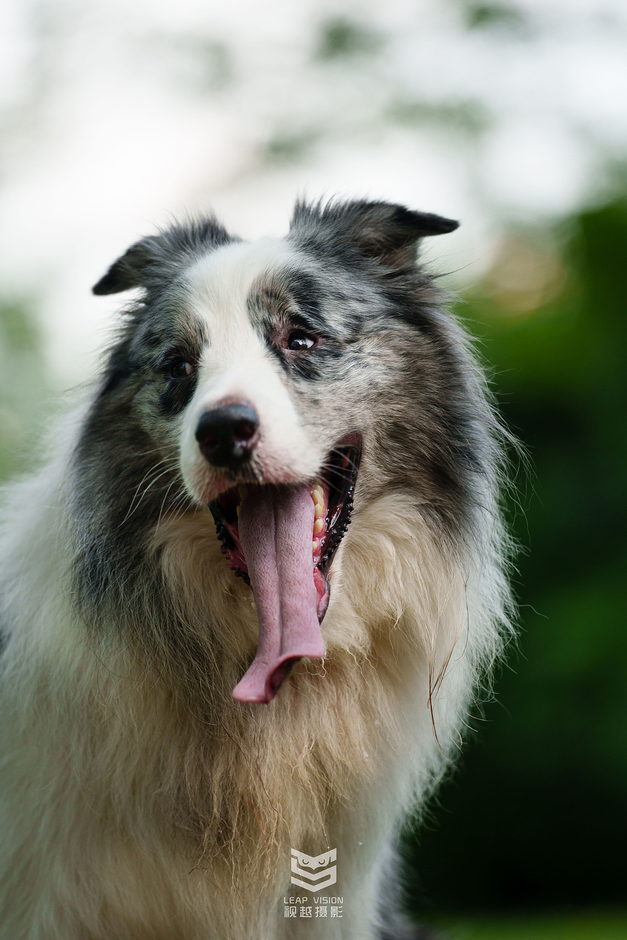 藍(lán)隕石邊牧拍攝（圖ZMzQzMDE2Mjc2） - 寵物攝影 - 站酷設(shè)計師小樣攝影原創(chuàng)素材 - 站酷ZCOOL