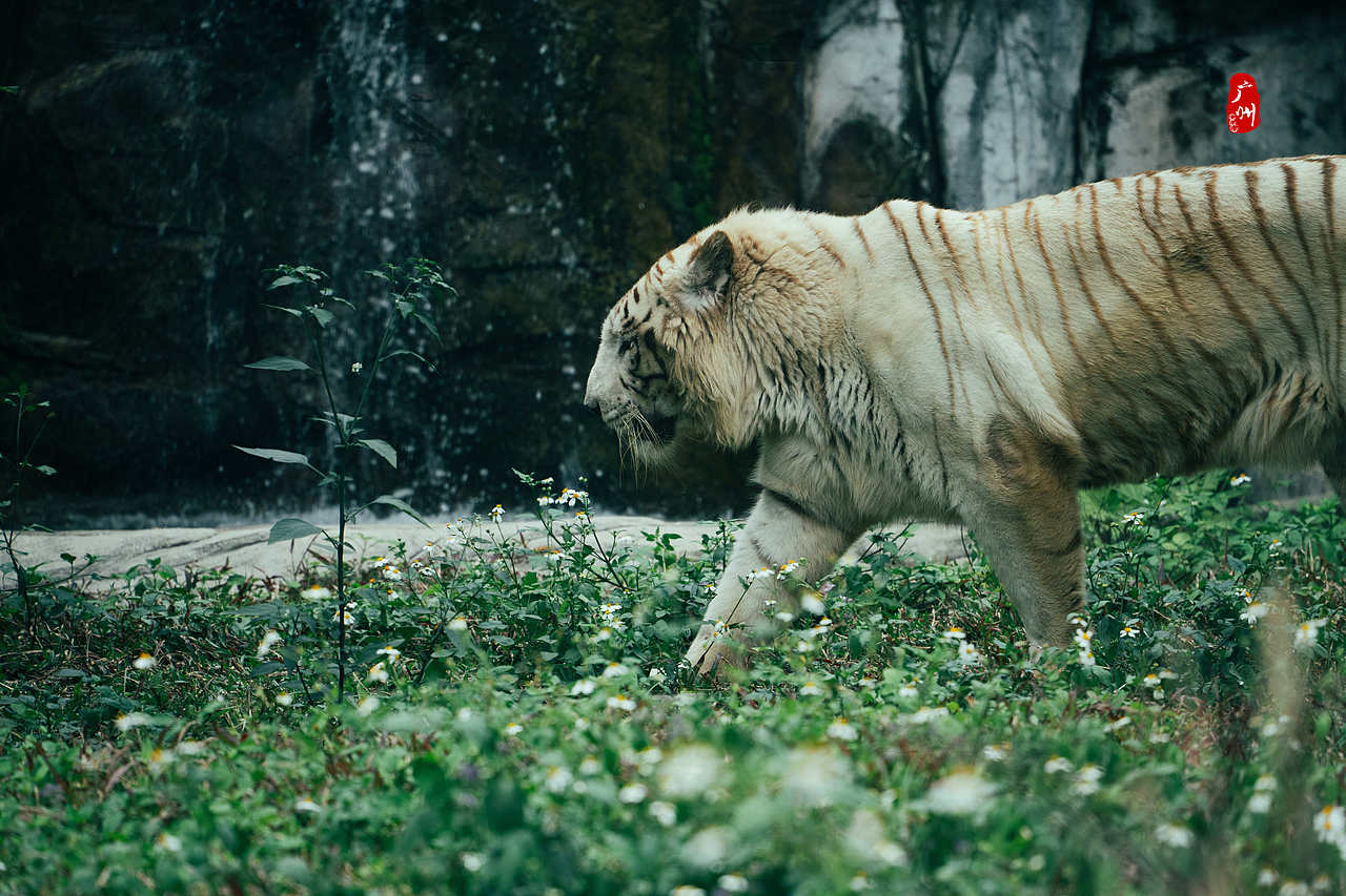 随手拍·广州动物园(兽类)（图ZMzM1ODA3NzUy） - 人文/纪实摄影 - 站酷设计师一晨同学原创素材 - 站酷ZCOOL