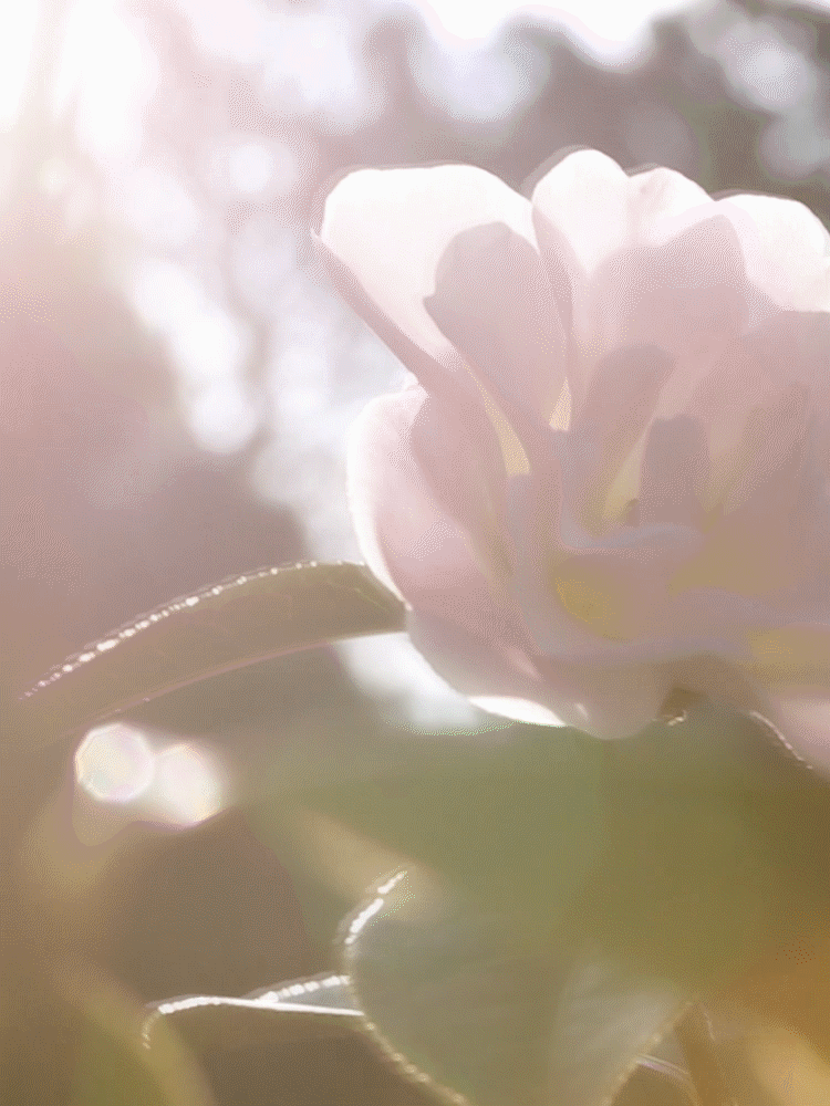 青檀视觉|物苑吸奶器