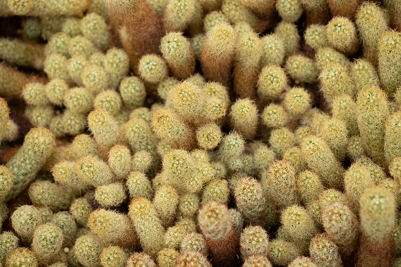 像植物一样，从小到大，再长一遍（图ZMzAwMjM4NTA0） - 风光摄影 - 站酷设计师草田叶子原创素材 - 站酷ZCOOL