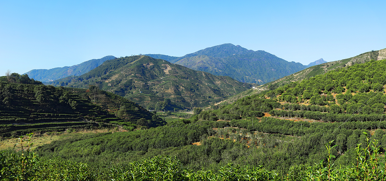 潮州凤凰山茶山照片图片