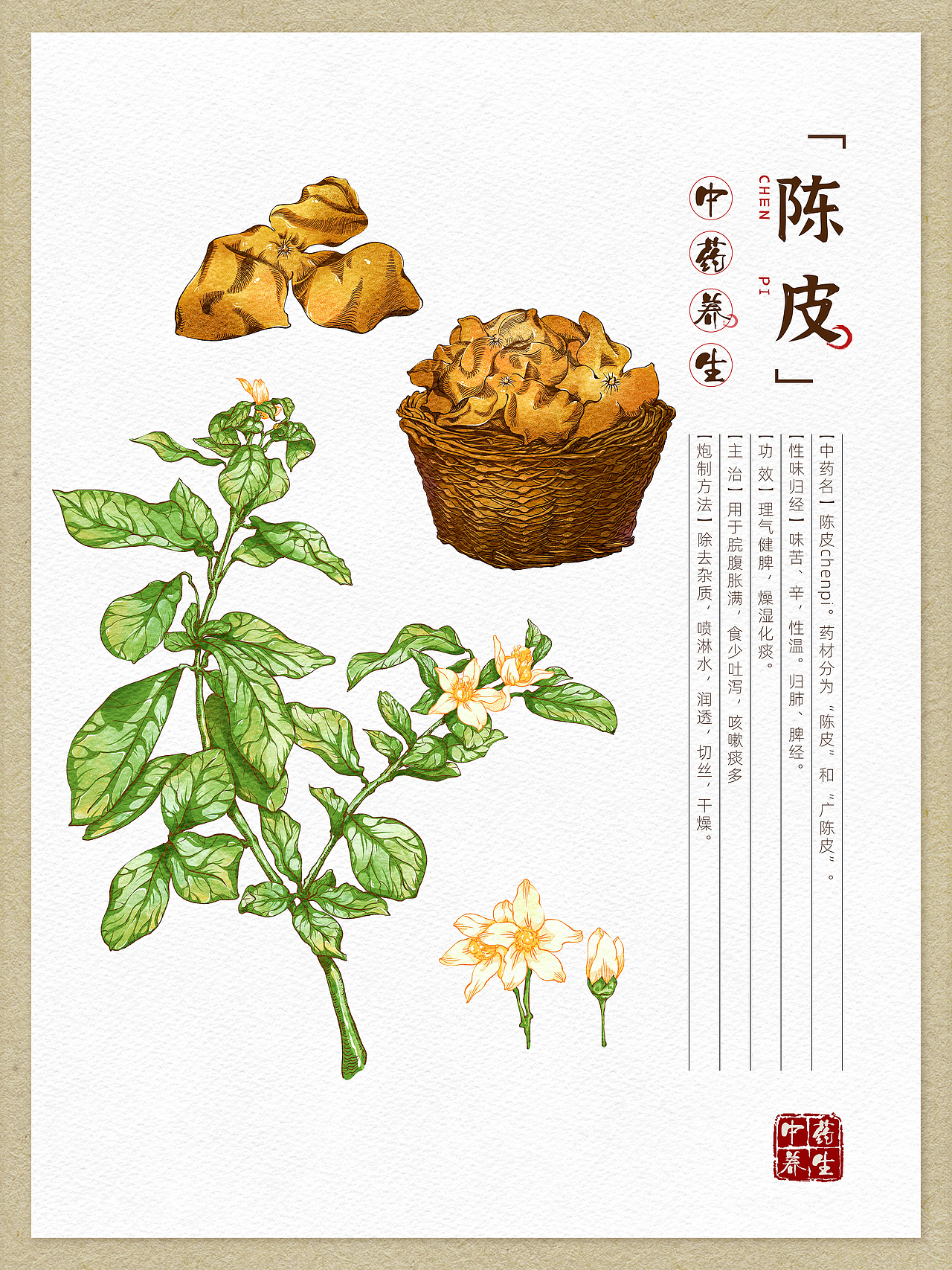 本草纲目-中草药手绘插画图鉴