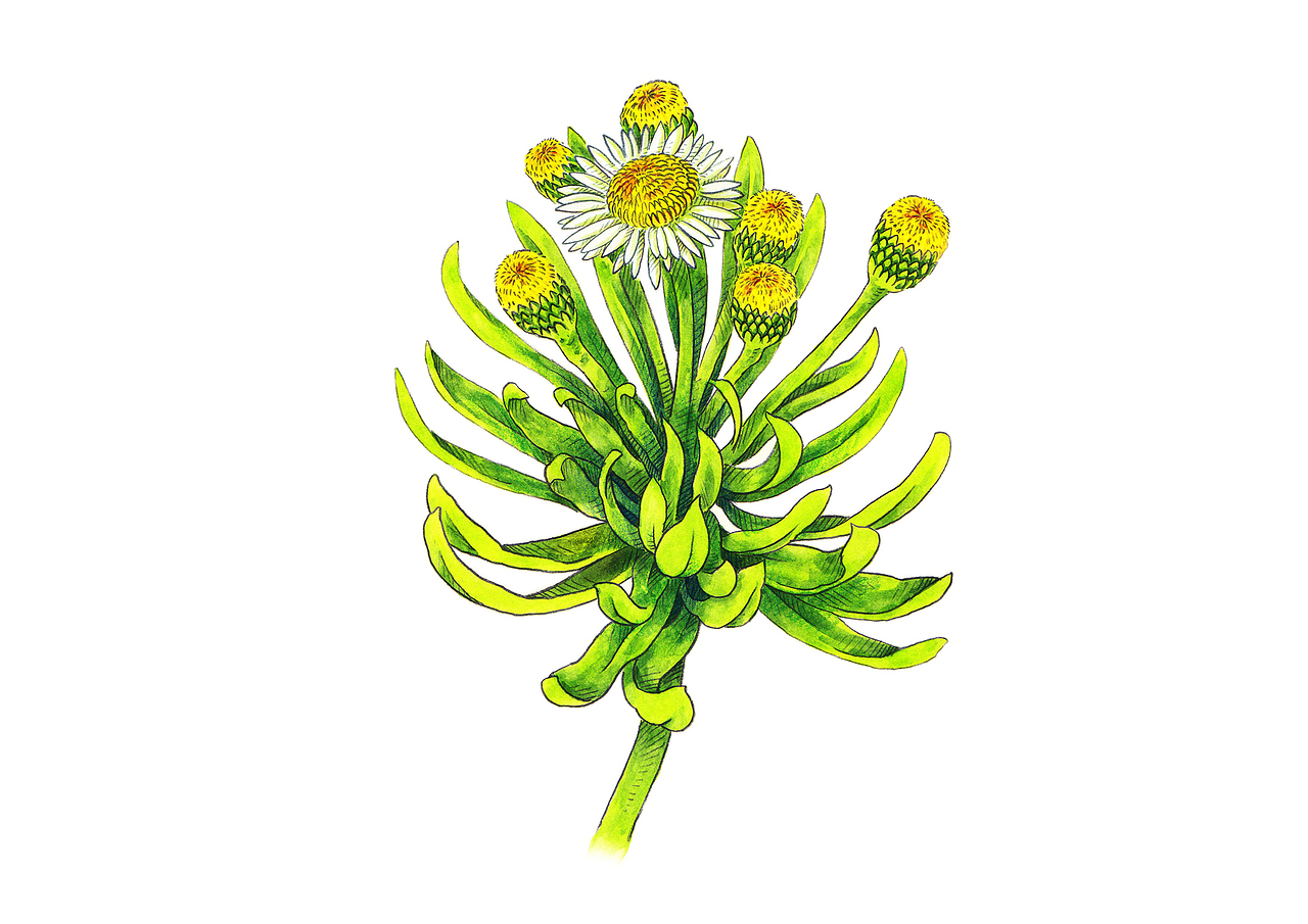为出版社绘制：人物，植物，动物插画（图ZMzYwNTI1MzAw） - 其他 - 站酷设计师亮年原创素材 - 站酷ZCOOL