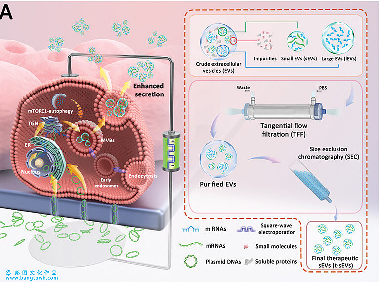 邦图文化科研绘图 作品展示