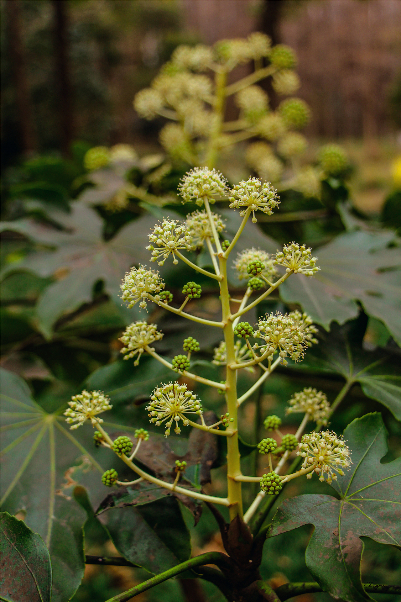 上海共青森林公园的秋日（图ZMzEyMTczODI4） - 风光摄影 - 站酷设计师尚沪晴好原创素材 - 站酷ZCOOL