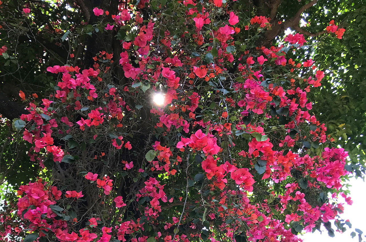 空山无人水流花开