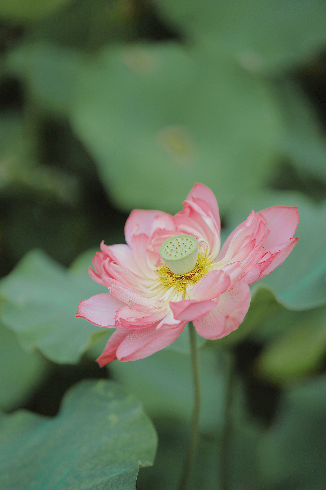 小荷才露尖尖角