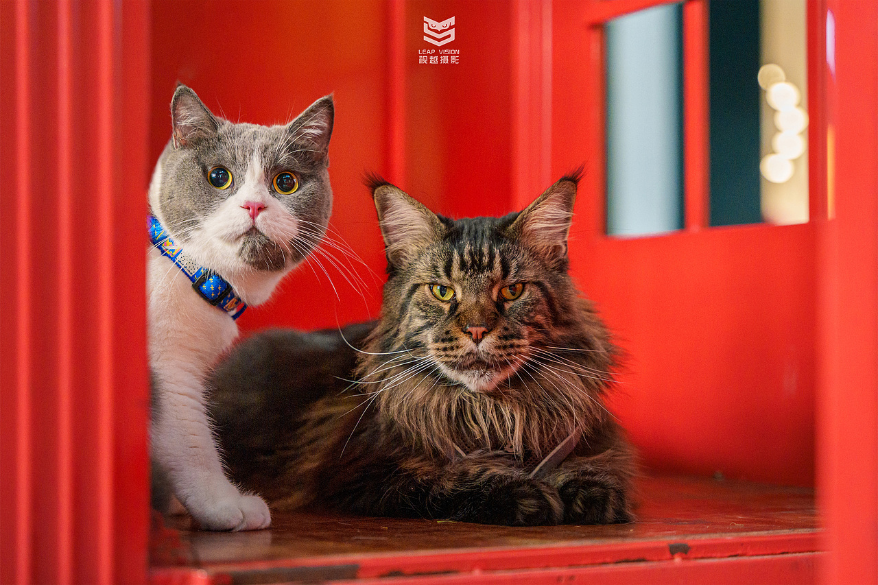 猫咪创意园拍摄（图ZMzYyNTE0NjYw） - 宠物摄影 - 站酷设计师小样摄影原创素材 - 站酷ZCOOL