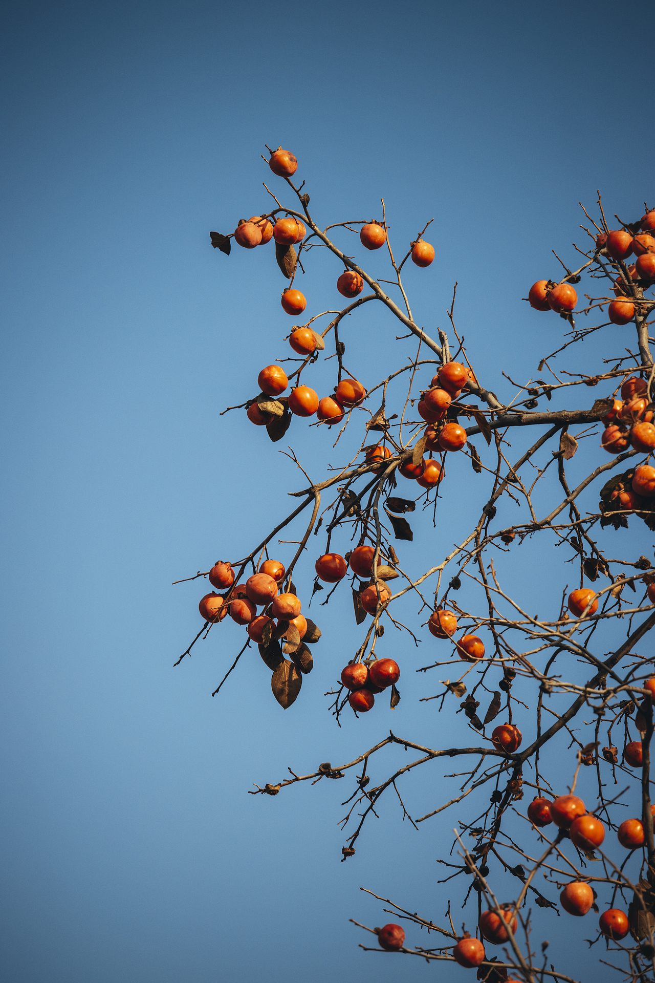 秋天北京故宮銀杏樹（圖ZMzI2OTY1MTI0） - 環(huán)境/建筑攝影 - 站酷設計師攝影師杜凱原創(chuàng)素材 - 站酷ZCOOL