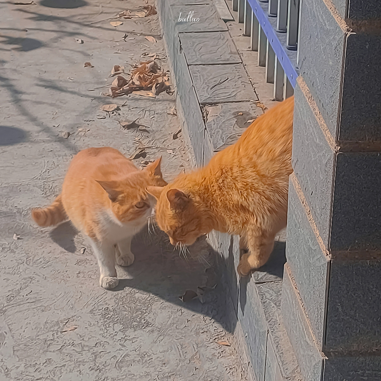 手机摄影作品6（图ZMjk5NzEwNDU2） - 宠物摄影 - 站酷设计师限时救援原创素材 - 站酷ZCOOL