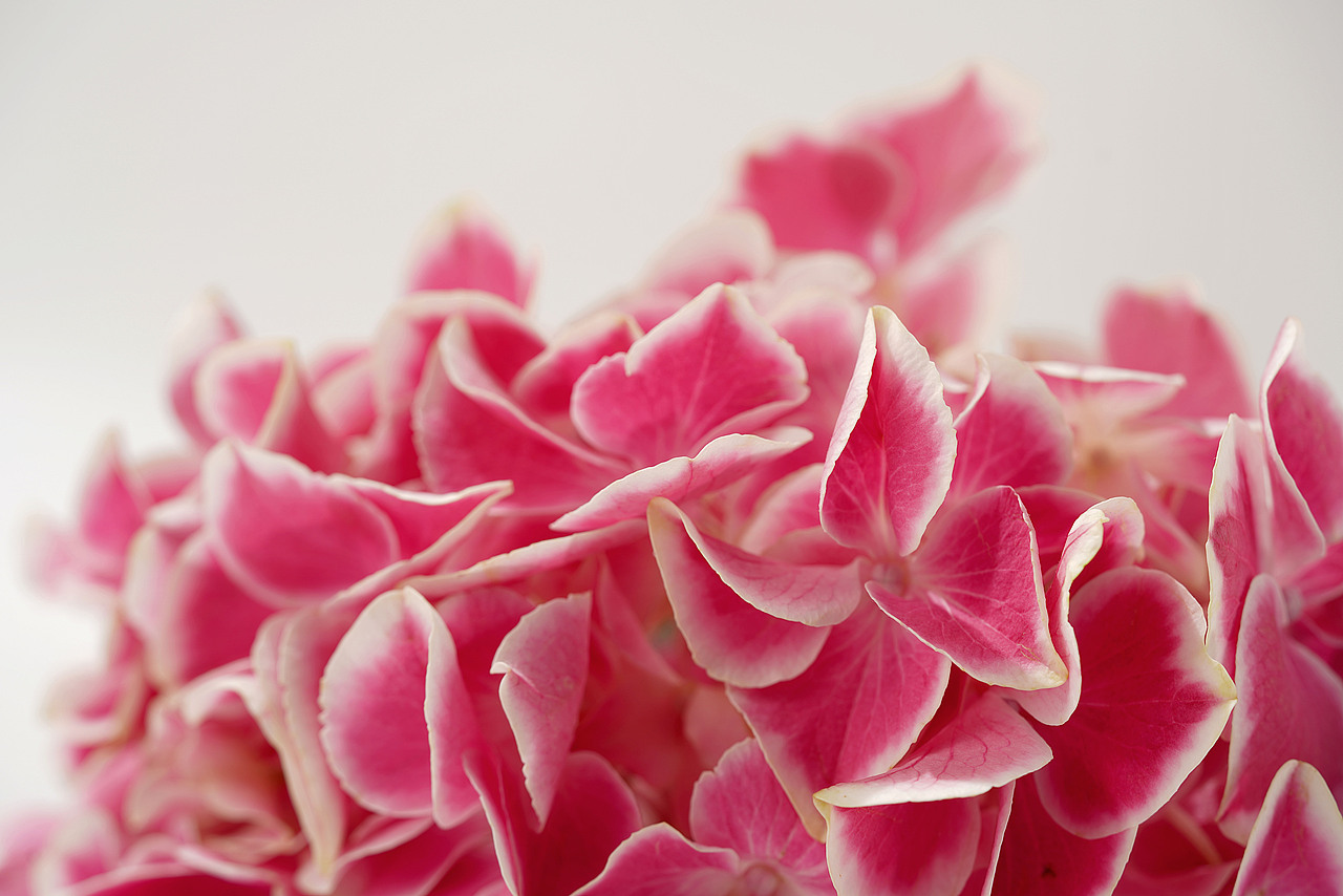 花之素材拍摄素材（图ZMzY2OTE3NDY0） - 产品摄影 - 站酷设计师乱发艺术家原创素材 - 站酷ZCOOL