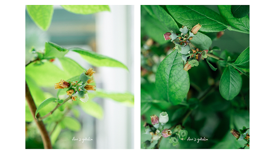 像铃兰一样可爱的蓝莓花，你见过吗（图ZMzAyNTMxNTA0） - 风光摄影 - 站酷设计师原来是惊蛰啊原创素材 - 站酷ZCOOL