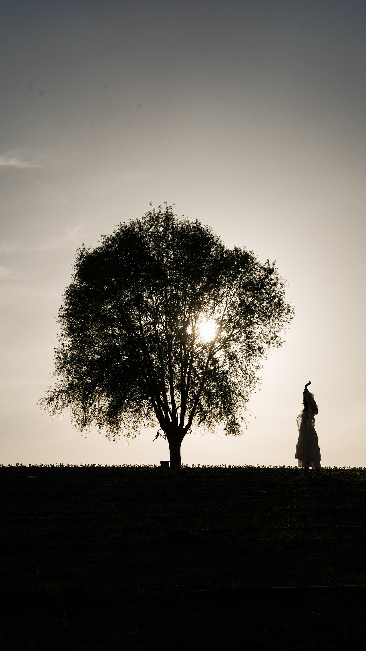 夏日里的薰衣草庄园