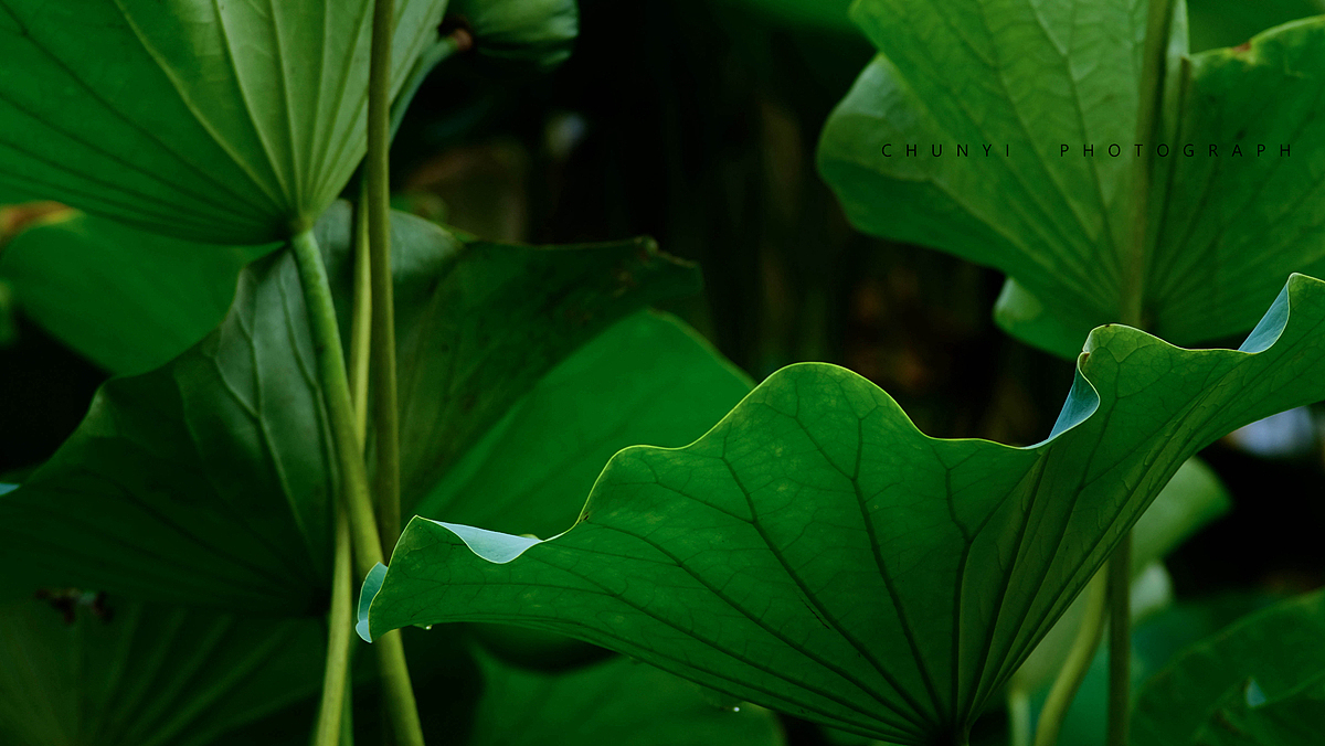 【2008-2019十年拍荷精选99幅 / 荷有四季，常乐我净】（图ZMjk4MzU1OTk2） - 时尚/艺术摄影 - 站酷设计师Chunyi纯一原创素材 - 站酷ZCOOL