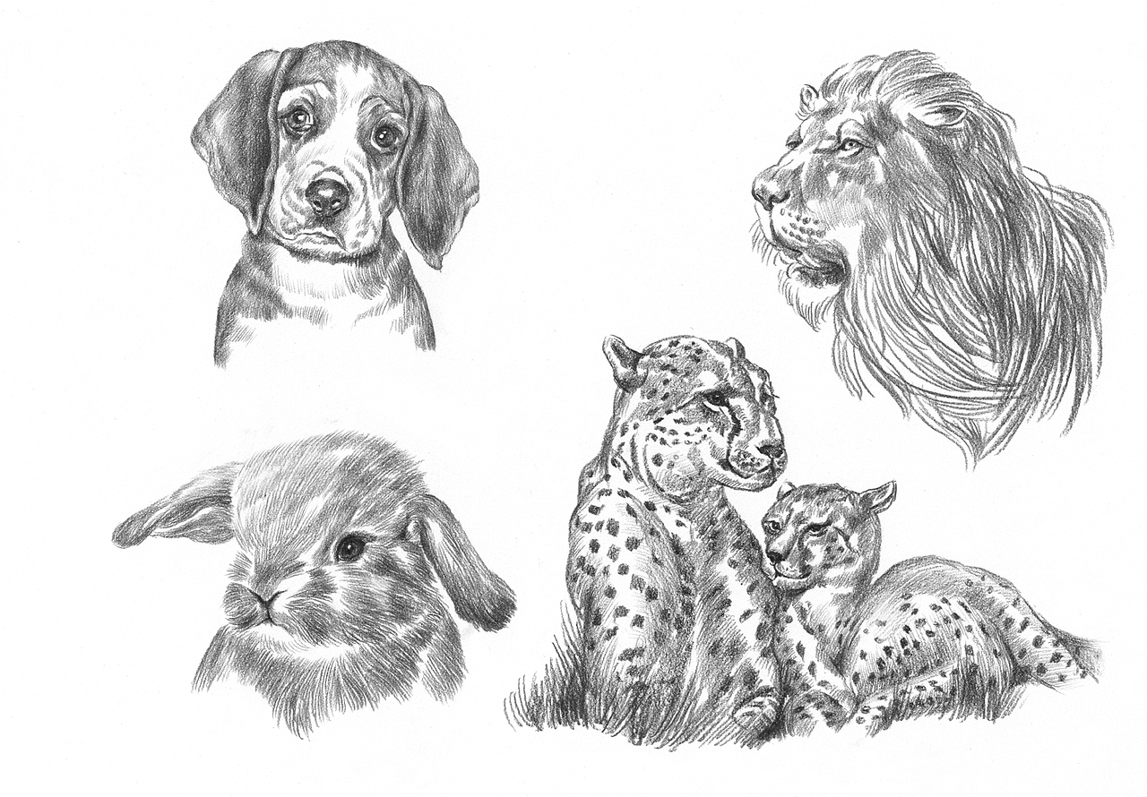 素描动物毛发质感（图ZMzM0ODc0NzM2） - 绘画 - 站酷设计师星亮绘画art原创素材 - 站酷ZCOOL