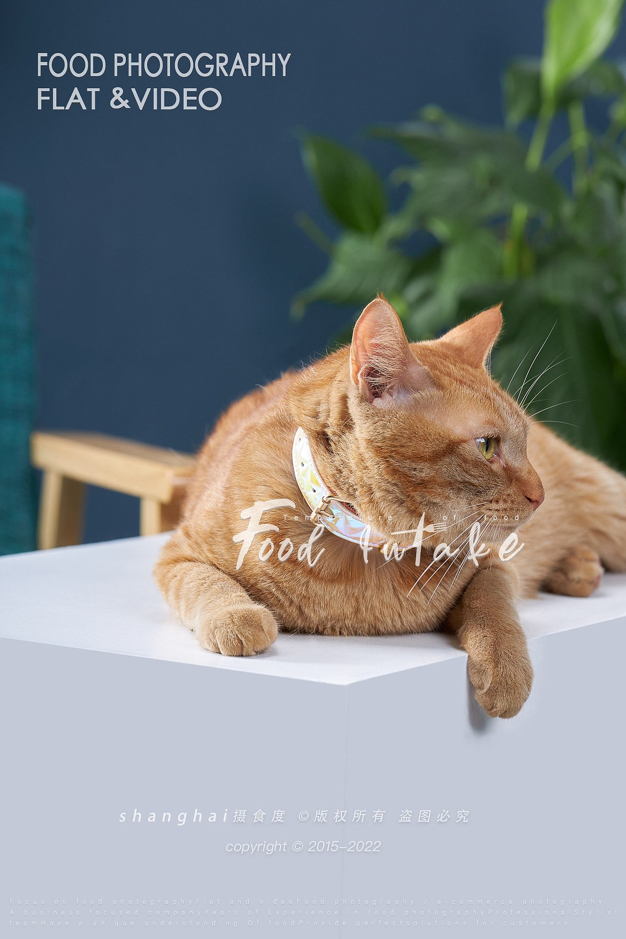 静物摄影 | 猫&它的项链 ✖ 上海摄食度