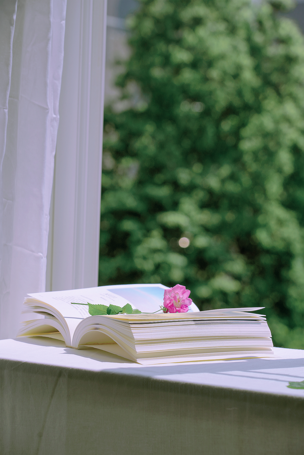 蔷薇花（图ZMzQyMzcwMDA0） - 其他摄影 - 站酷设计师小麦芽MY原创素材 - 站酷ZCOOL