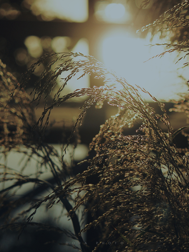 小小世界里的如风过客（图ZMzI0OTg5MTI0） - 其他摄影 - 站酷设计师朵拉影像原创素材 - 站酷ZCOOL