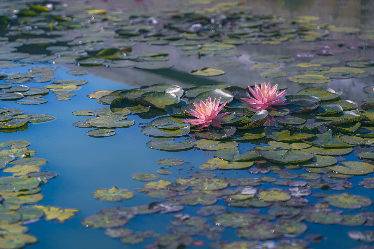 睡莲·盛夏（图ZMzA3MDkzODI4） - 风光摄影 - 站酷设计师春山早见原创素材 - 站酷ZCOOL