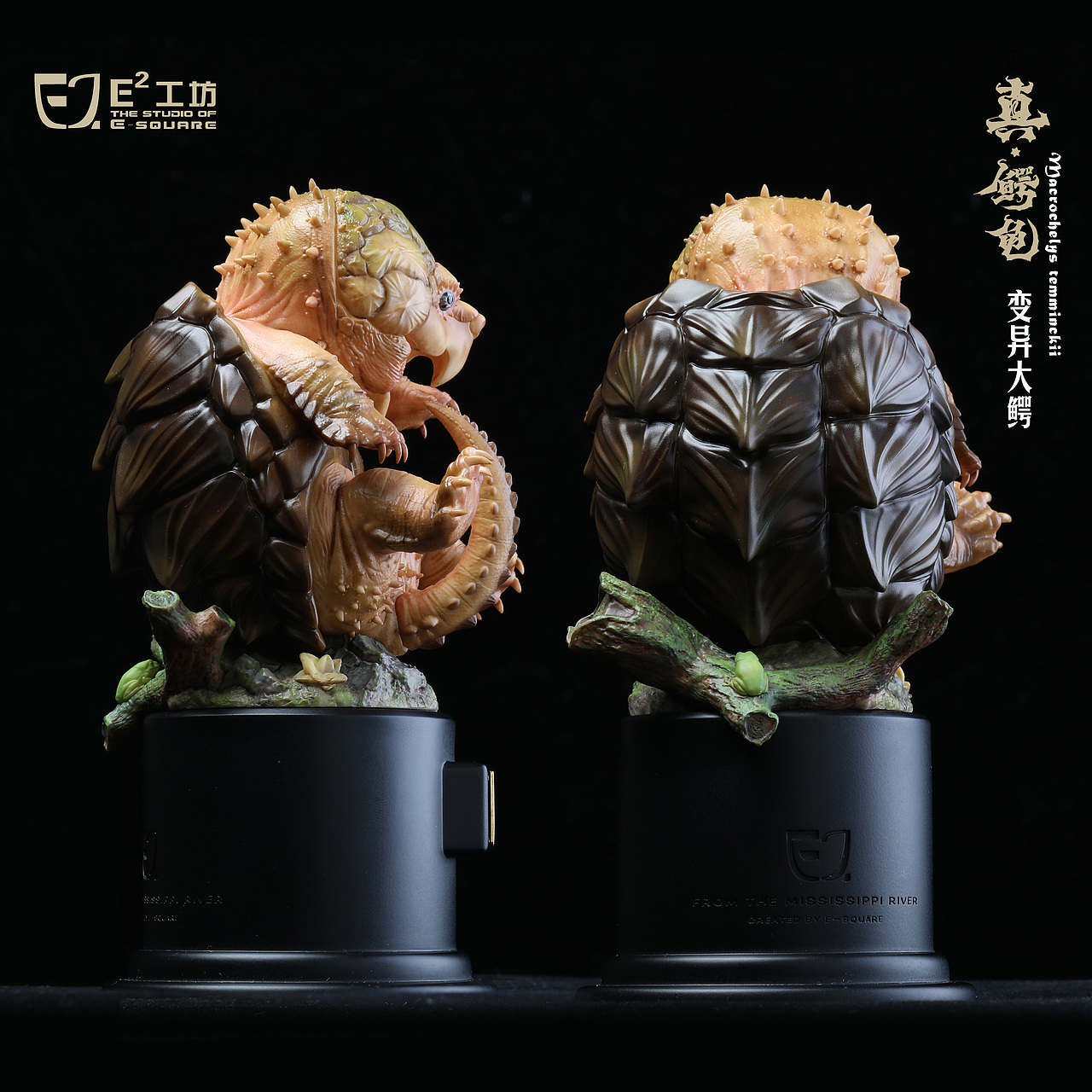 2023鳄龟系列--真鳄龟