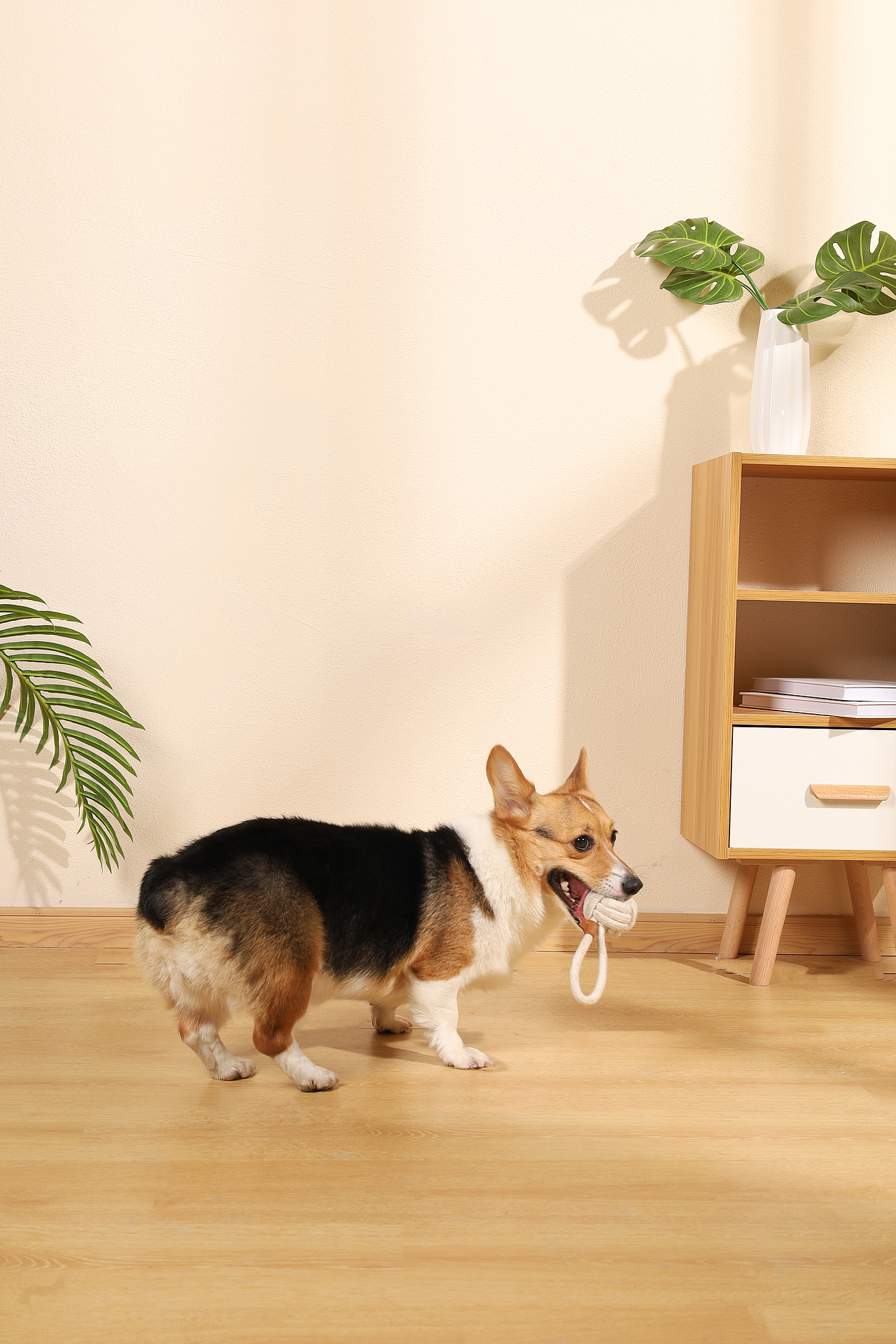 宠物用品拍摄（图ZMzMyNDE5ODY0） - 产品摄影 - 站酷设计师何为心安原创素材 - 站酷ZCOOL