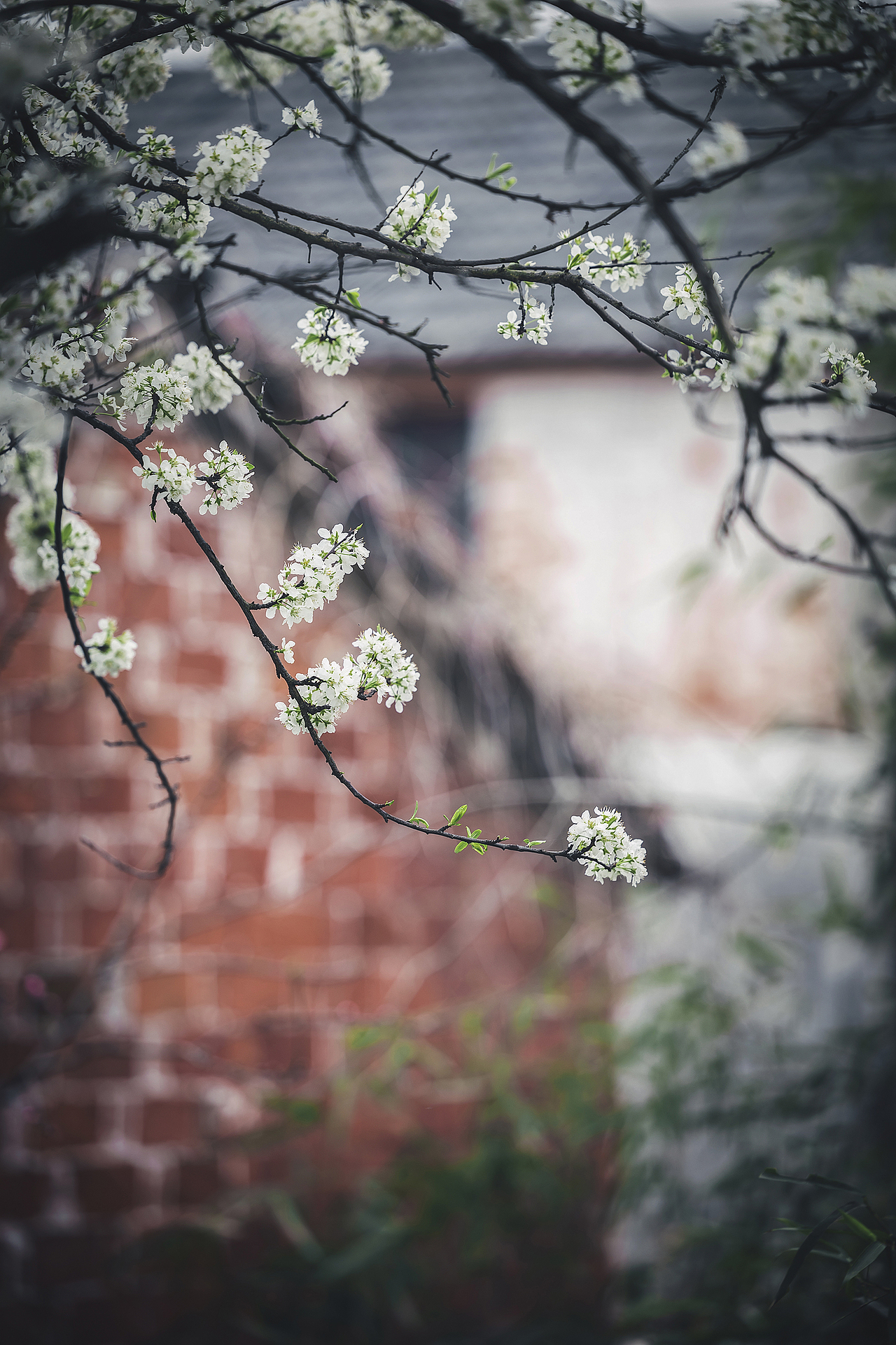 李花。枝缀霜葩白,无言笑晓风。