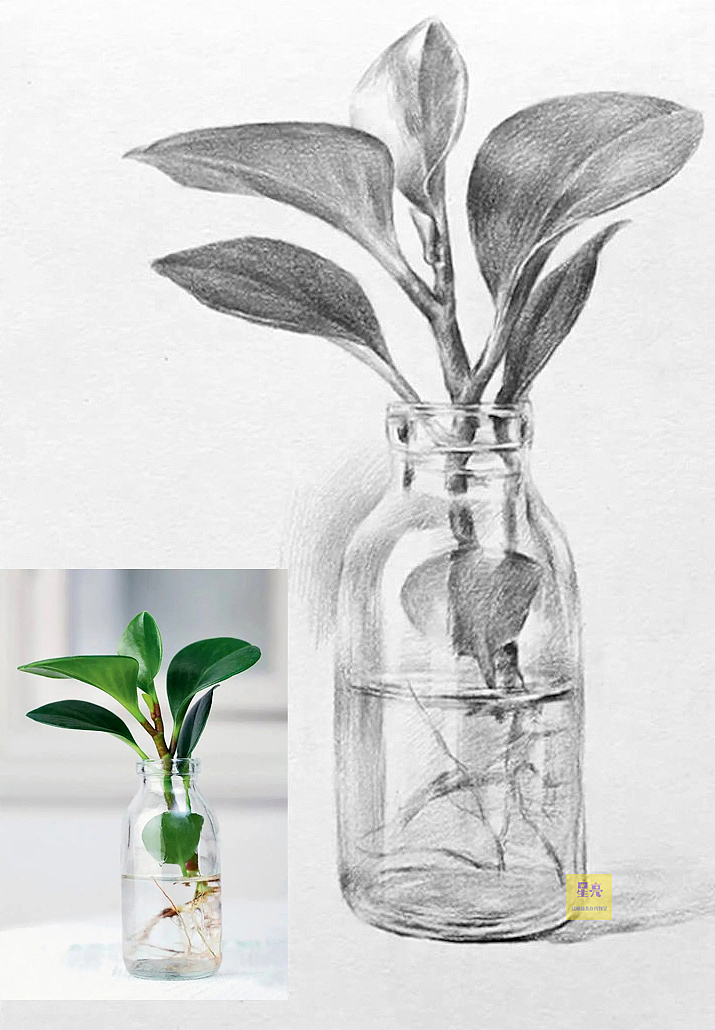 植物绘画豆瓣绿详细步骤