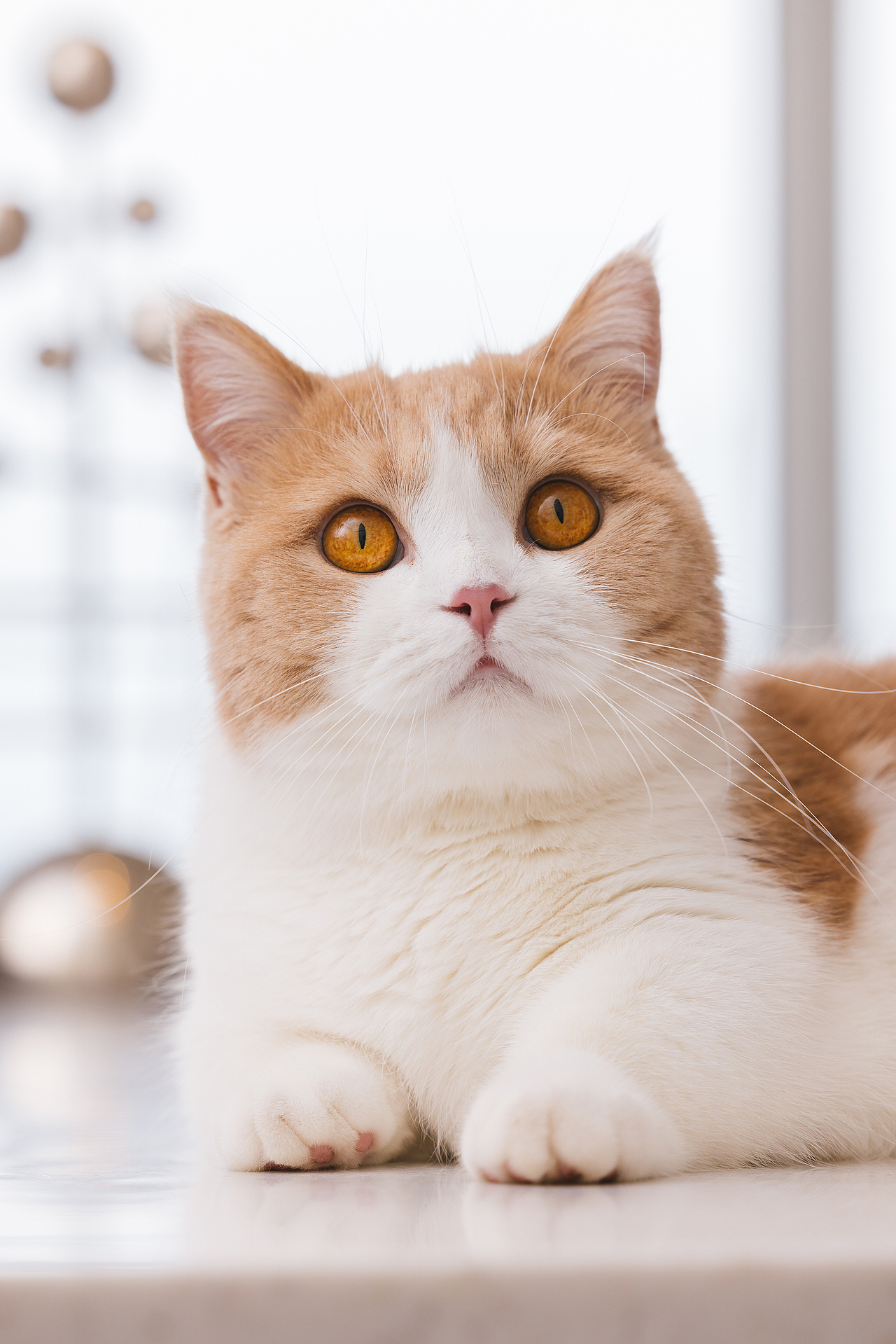 猫的私房 第六季