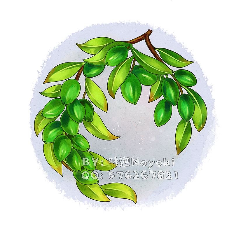 植物插画（图ZMzEyOTk1MjIw） - 商业插画 - 站酷设计师叶迦原创素材 - 站酷ZCOOL