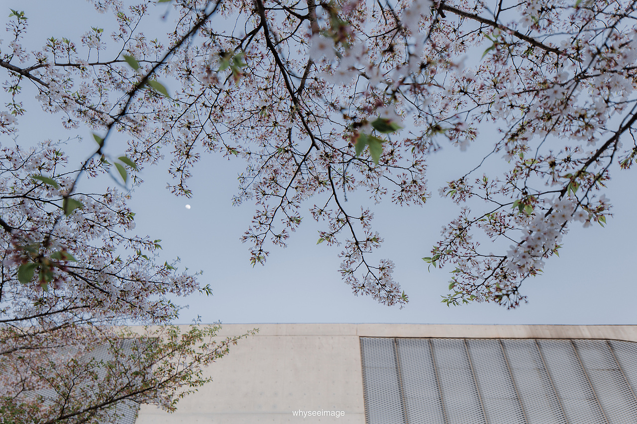 一片樱花在龙美旁落下 | 魔都建筑奇谭记（图ZMzAwODA2NTcy） - 环境/建筑摄影 - 站酷设计师whyseeimage原创素材 - 站酷ZCOOL