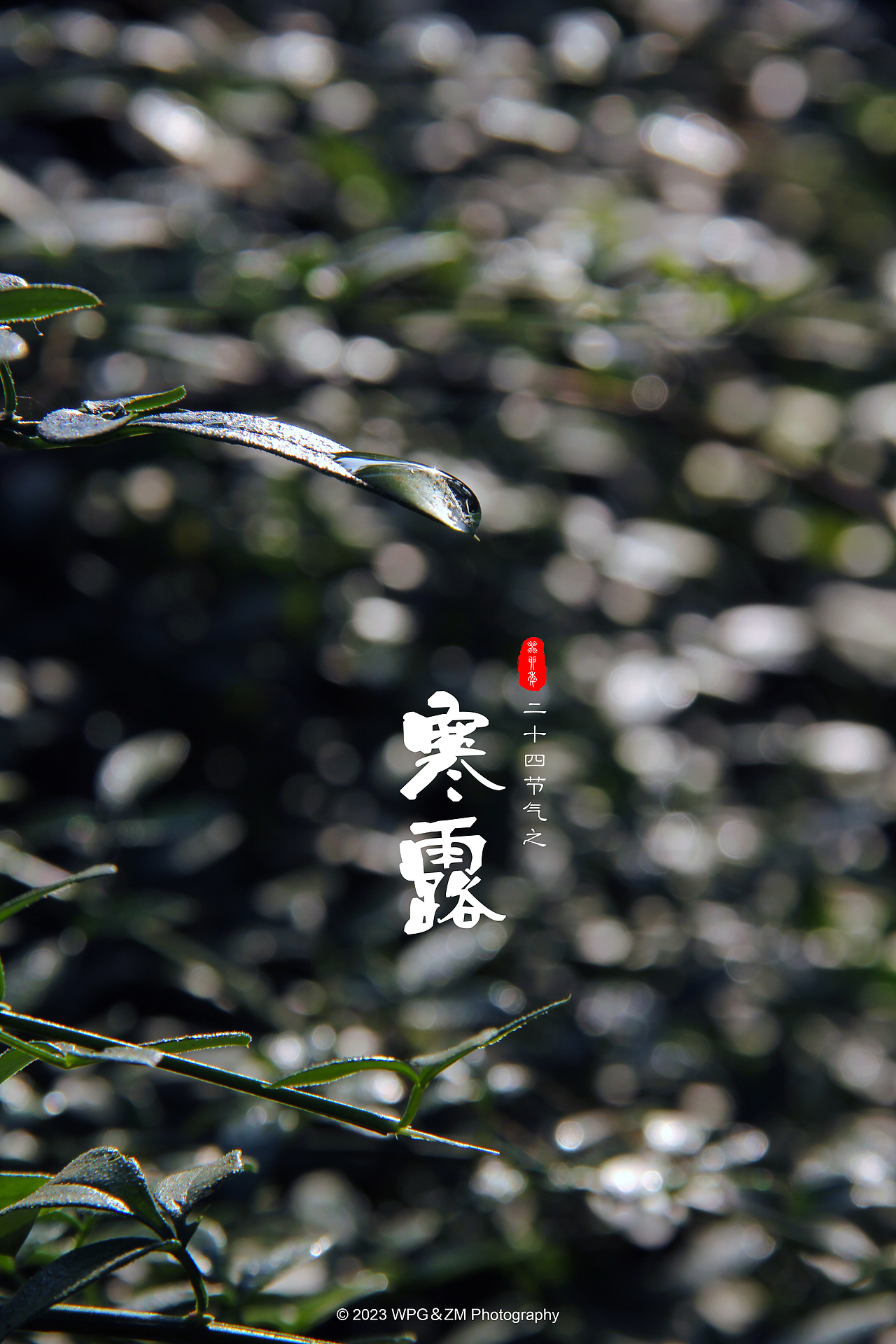 《 寒露 》（图ZMzUyMzA1MzY4） - 其他摄影 - 站酷设计师王珮光原创素材 - 站酷ZCOOL