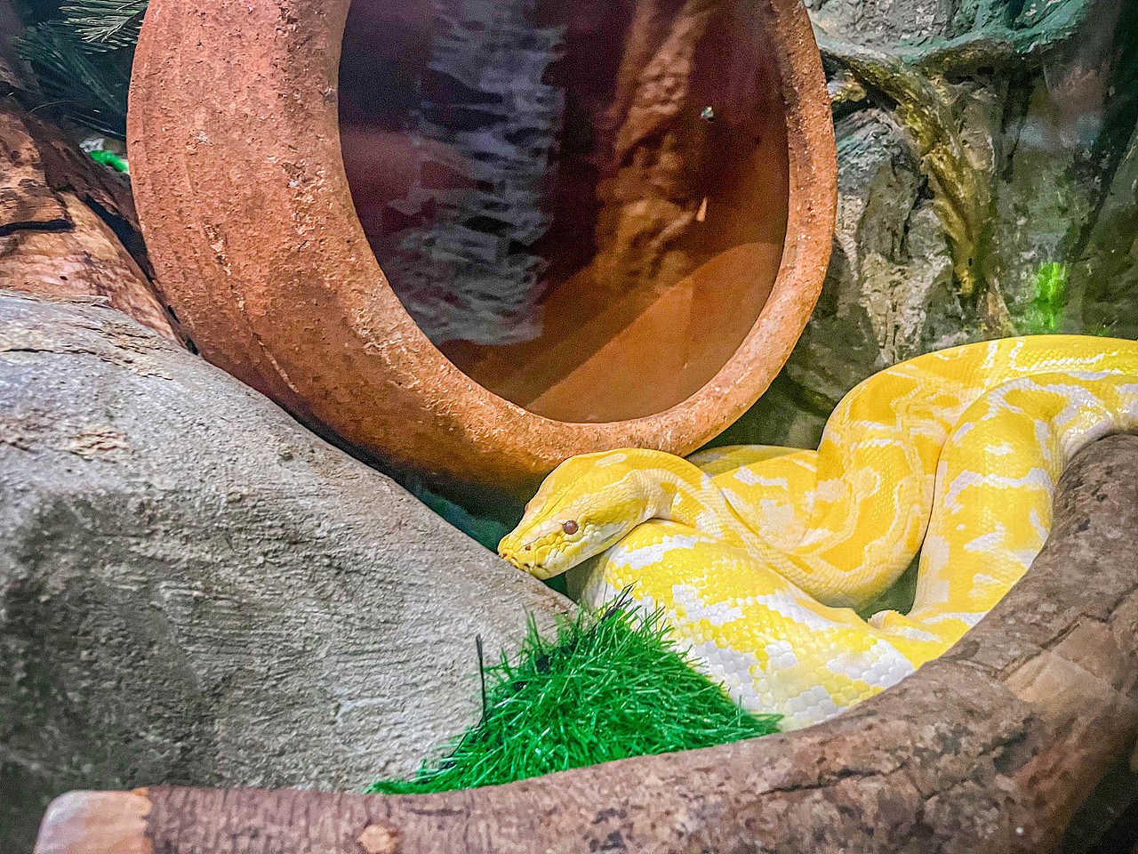 2023年7月广州长隆动物园（图ZMzQ1MjQyNTY0） - 风光摄影 - 站酷设计师Krystal馨原创素材 - 站酷ZCOOL