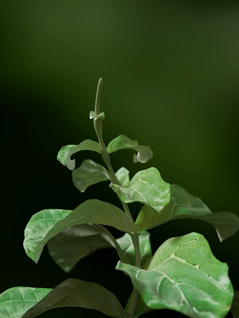 C4D植物生长动画教程（附工程文件）（图ZMzU4MTgwODc2） - 动画/影视 - 站酷设计师可乐鸡呀原创素材 - 站酷ZCOOL