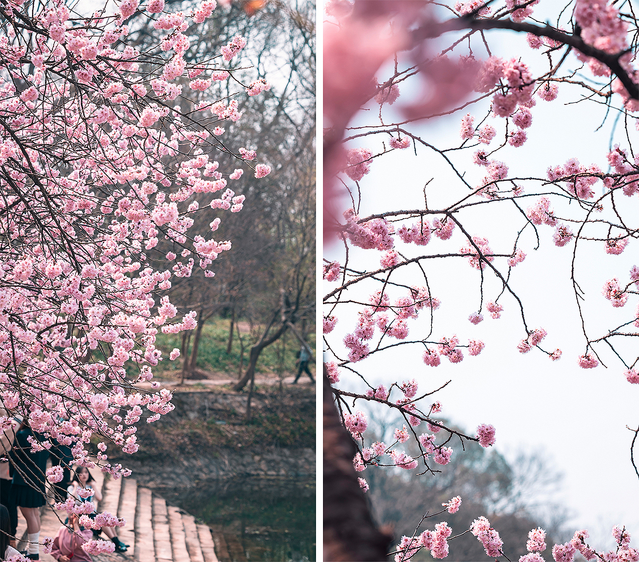 植物园。樱花。早樱