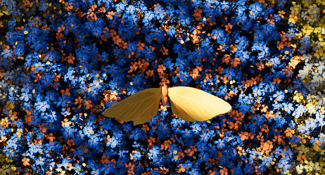 蝴蝶_Butterfly（图ZMzY2MTA3NzY0） - 人物/生物 - 站酷设计师miopass原创素材 - 站酷ZCOOL