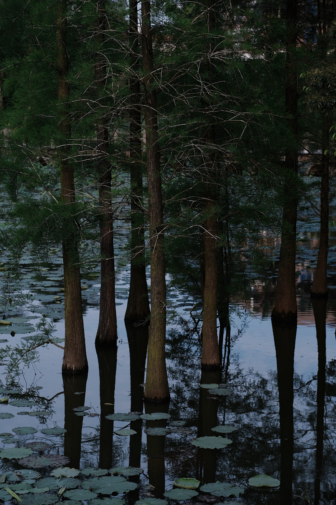 森系少女（圖ZMzEzNjcyNjIw） - 人像攝影 - 站酷設(shè)計(jì)師林生菜原創(chuàng)素材 - 站酷ZCOOL