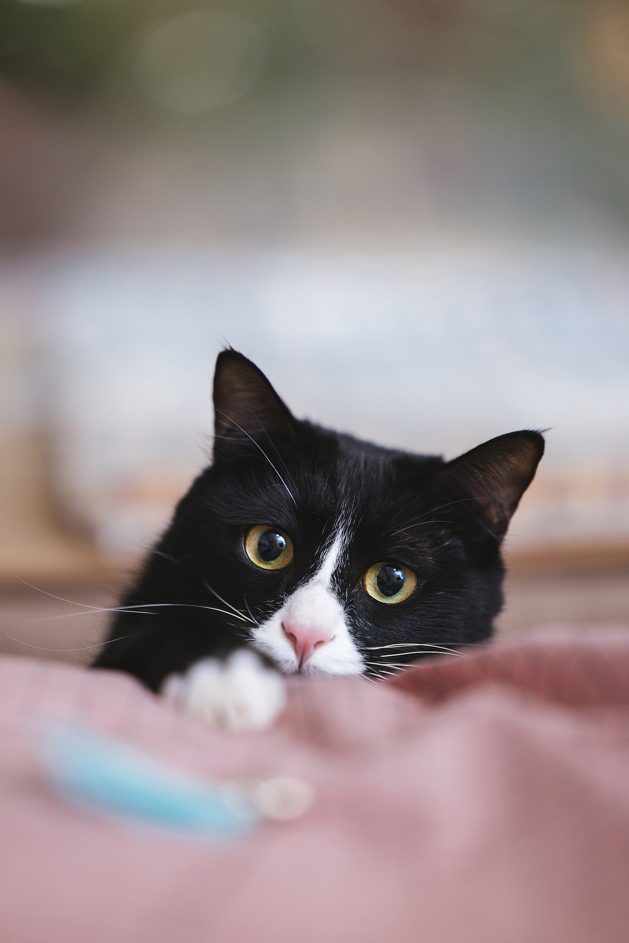 猫的私房 第六季